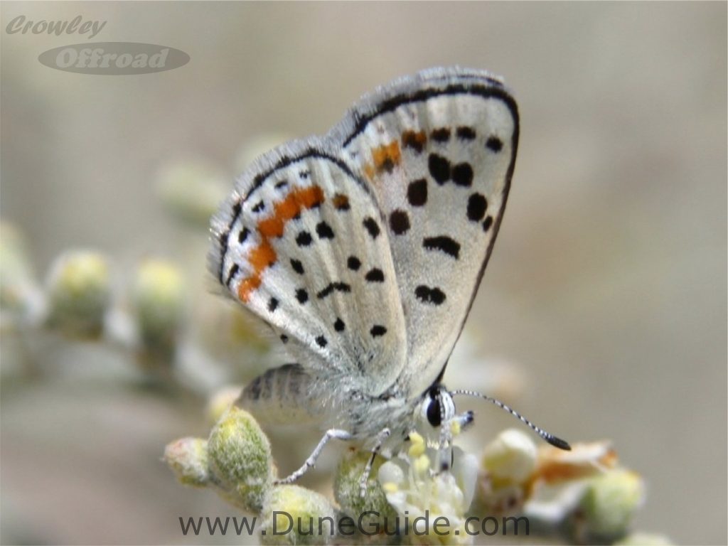 Sand Mountain Blue Butterfly